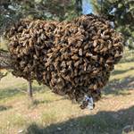 ALLURE Swarm Attractant Gel Sachet