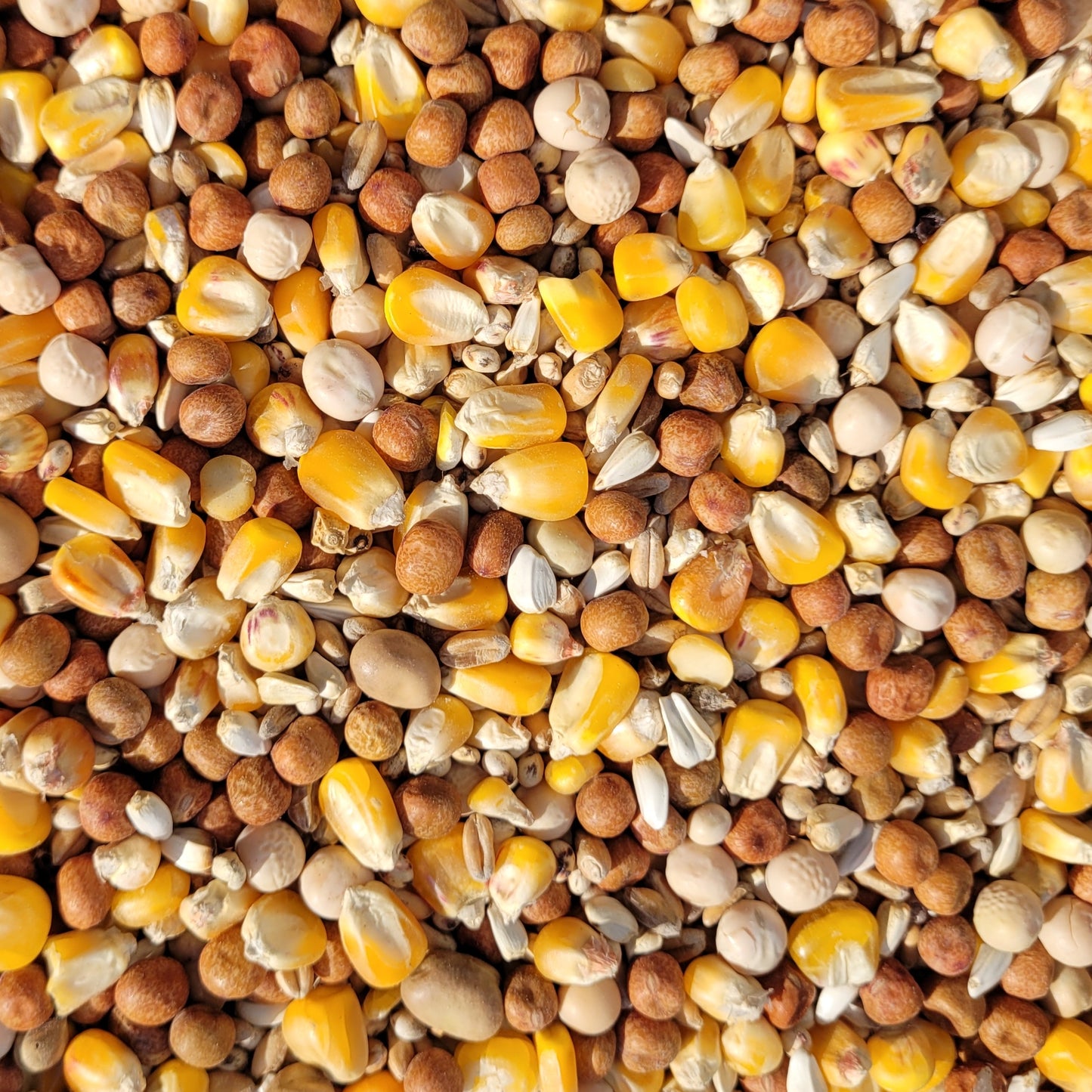 Mistura de Trigo, Milho, Cevada, Yeros (saco de 25kg) NANTA