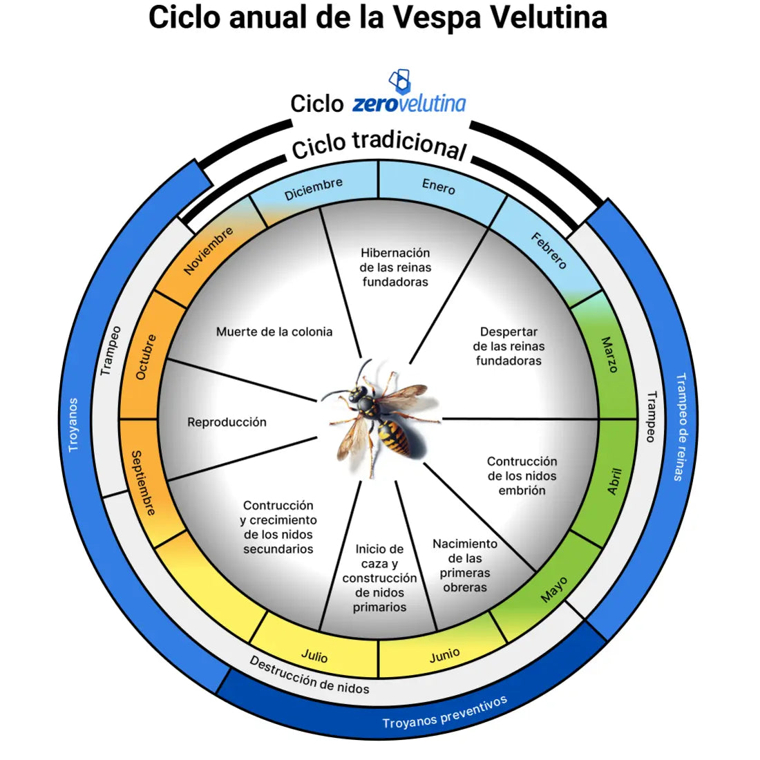 Armadilha anti-Trojan Velutina