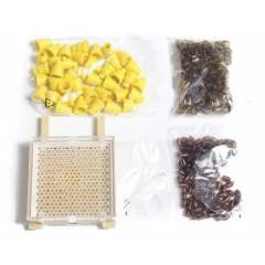 Kit de criação de rainhas Jenter System