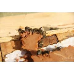 Bee-Sacc Health Alltech Protein Cake (16%) - Individual 300g