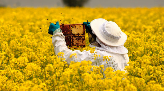 El Mundo de la Apicultura y la Agricultura