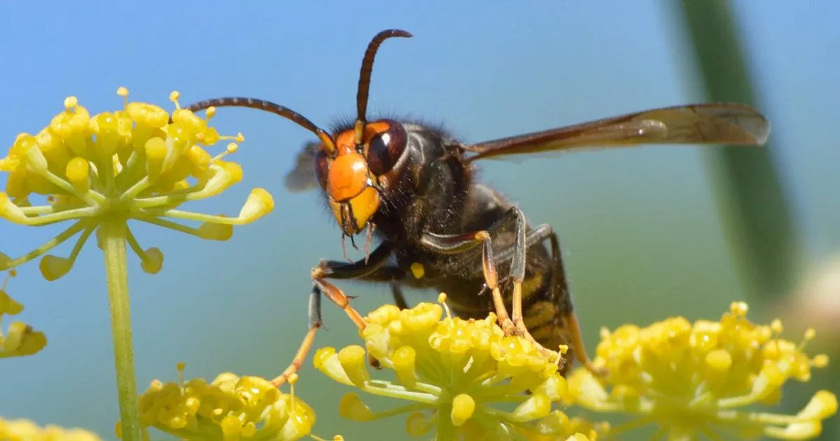 Velutina