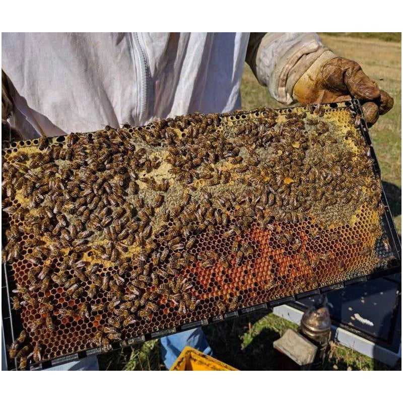 Cuadro de Plástico Alza ANEL Langstroth