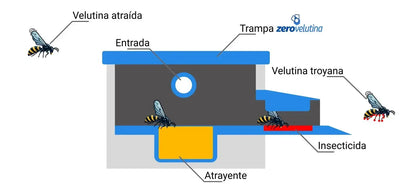 Anti-velutina Trojan Trap