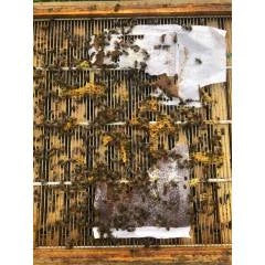 Torta proteica Bee-Sacc Health Alltech (16%) - Individual 300g