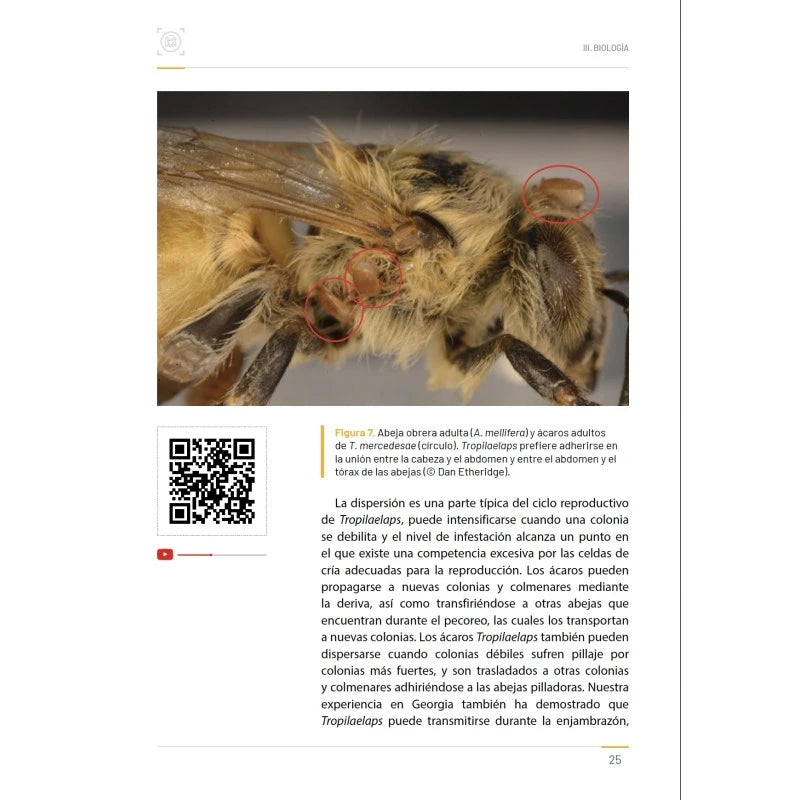 Libro Tropilaelaps Mercedesae – Biología, Patologias, Detección y Control