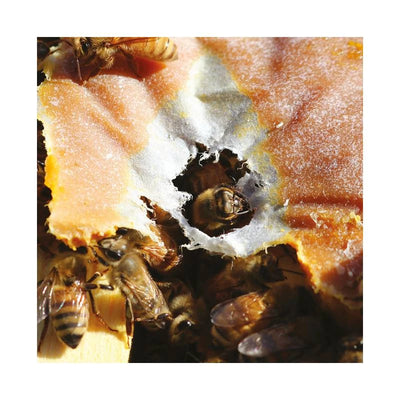 Ultra Bee Dry 18,14 kg – Base proteica para abejas
